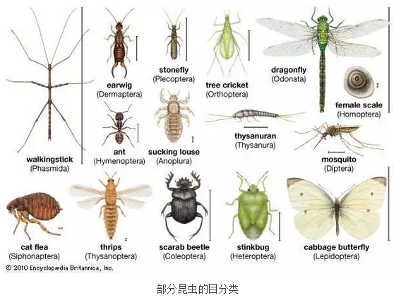 用科学的语言描述神奇的昆虫 