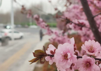 ’“五一”假期深圳各公园接待游客228.8万人次 “公园露营热”升温