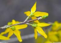 不适合长期放在卧室的植物有哪些?不宜放在卧室养的植物汇总  不适合长期放在卧室的植物有哪些?不宜放在卧室养的植物汇总