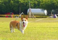 六畜家禽指的都有什么？六畜兴旺指的是什么生肖？