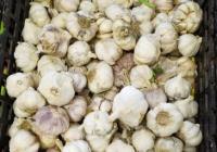 大蒜怎么保存不发芽?大蒜冬天放在室外怕冻吗? 大蒜怎么保存不发芽?大蒜冬天放在室外怕冻吗?