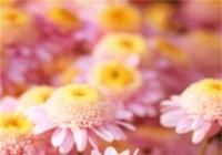 十二月的花有什么？冷门好听的花名及花语汇总